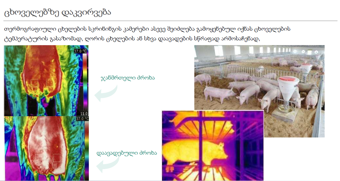 ცხოველების თერმოსკრინინგი